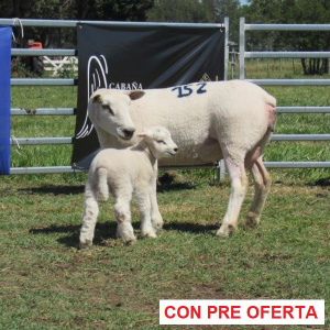 donangel-rp_152_1717380774