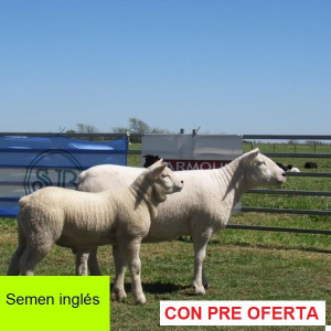 donangel-rp_291-semen_337800757