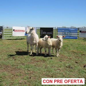 donangel-rp_6_935528777