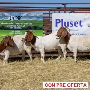 donantes_3_boer_1452743535