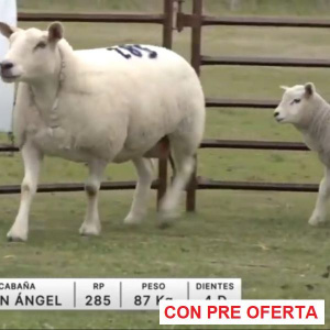 lote-01-don-angel_123169344