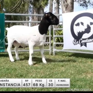 lote-07-la-constancia_652066567