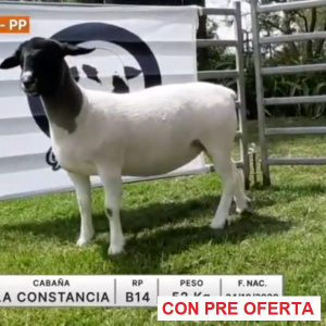 lote-09-la-constancia_673949263