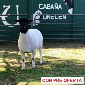 lote-10-unelen_1968943235