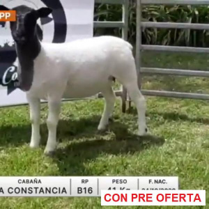 lote-11-la-constancia_1961268100