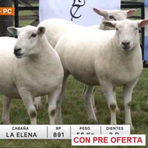 lote-11-la-elena_124481899