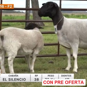 lote-16-el-silencio_597706019