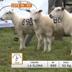 lote-16-la-elena