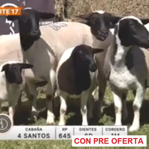 lote-17-4-santos_161387932