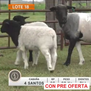 lote-18-4-santos_1258648724