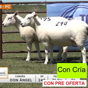 lote-18-don-angel_669346320