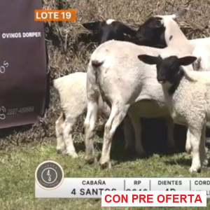 lote-19-4-santos_1887202187