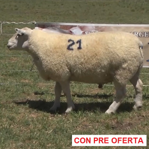 lote-19