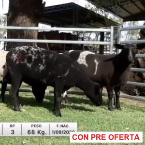 lote-23-la-constancia_1538724230