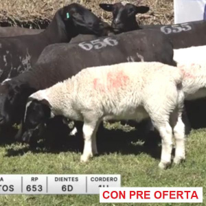 lote-26-4-santos_1648538920