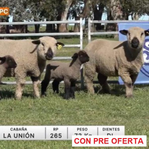 lote-33-la-union_1087624628