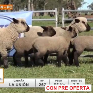 lote-34-la-union_1545694273