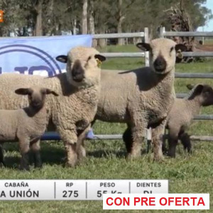 lote-36-la-union_1815356541