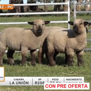 lote-42-la-union_1892878145