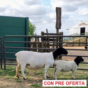 lote-dorper-01_621246934