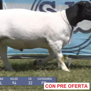 lote-dorper-17_1860983792