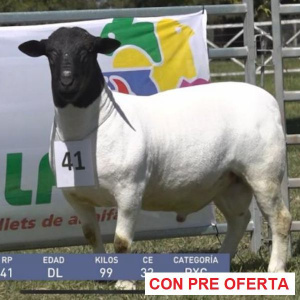 lote-dorper-20_1483376638