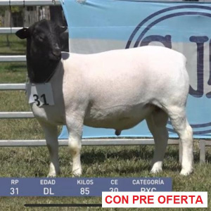 lote-dorper-22_1262609499