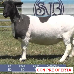 lote-dorper-27_1053606336