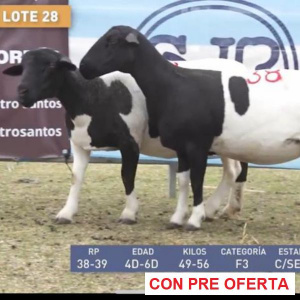 lote-dorper-28_2122567727