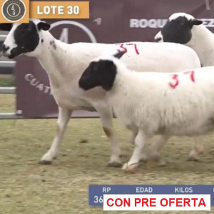 lote-dorper-30_1180691103