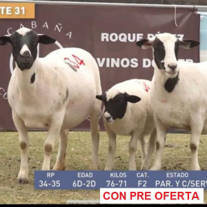 lote-dorper-31_1254539823