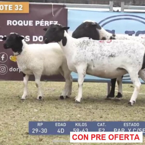 lote-dorper-32_492244937