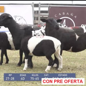 lote-dorper-36_73746726