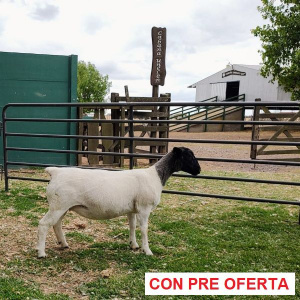 lote-dorper-6_501676063