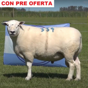 lote11-pre
