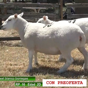 lote14-rp16-17_1697415129