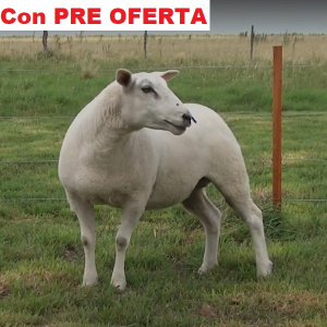lote16-pre