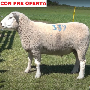 lote17-pre