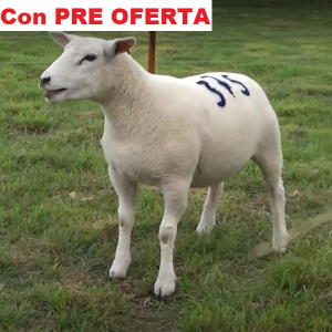 lote18-pre