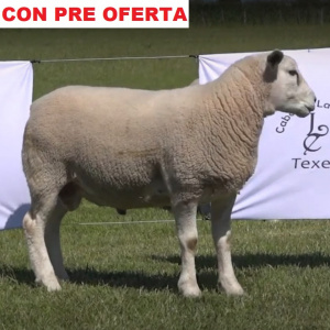 lote18-pre_488855471