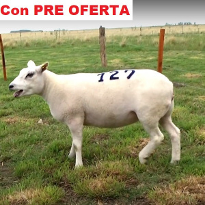 lote19-pre