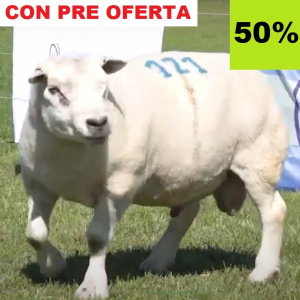 lote1_50-pre
