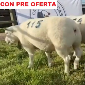 lote2-pre