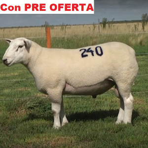 lote2-pre_466055243