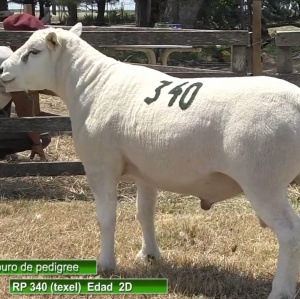 lote22-rp340