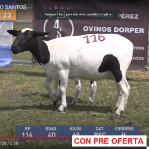 lote23-rp116_58954767