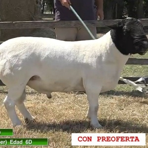 lote24-rp28_2044899496