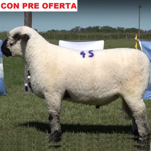 lote25-pre