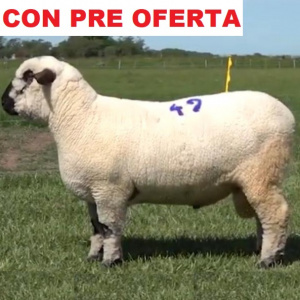 lote26-pre