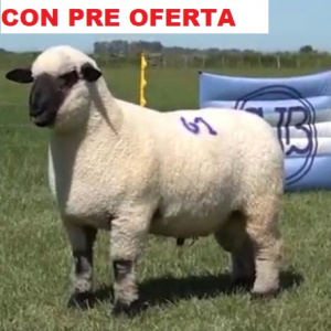 lote29-pre